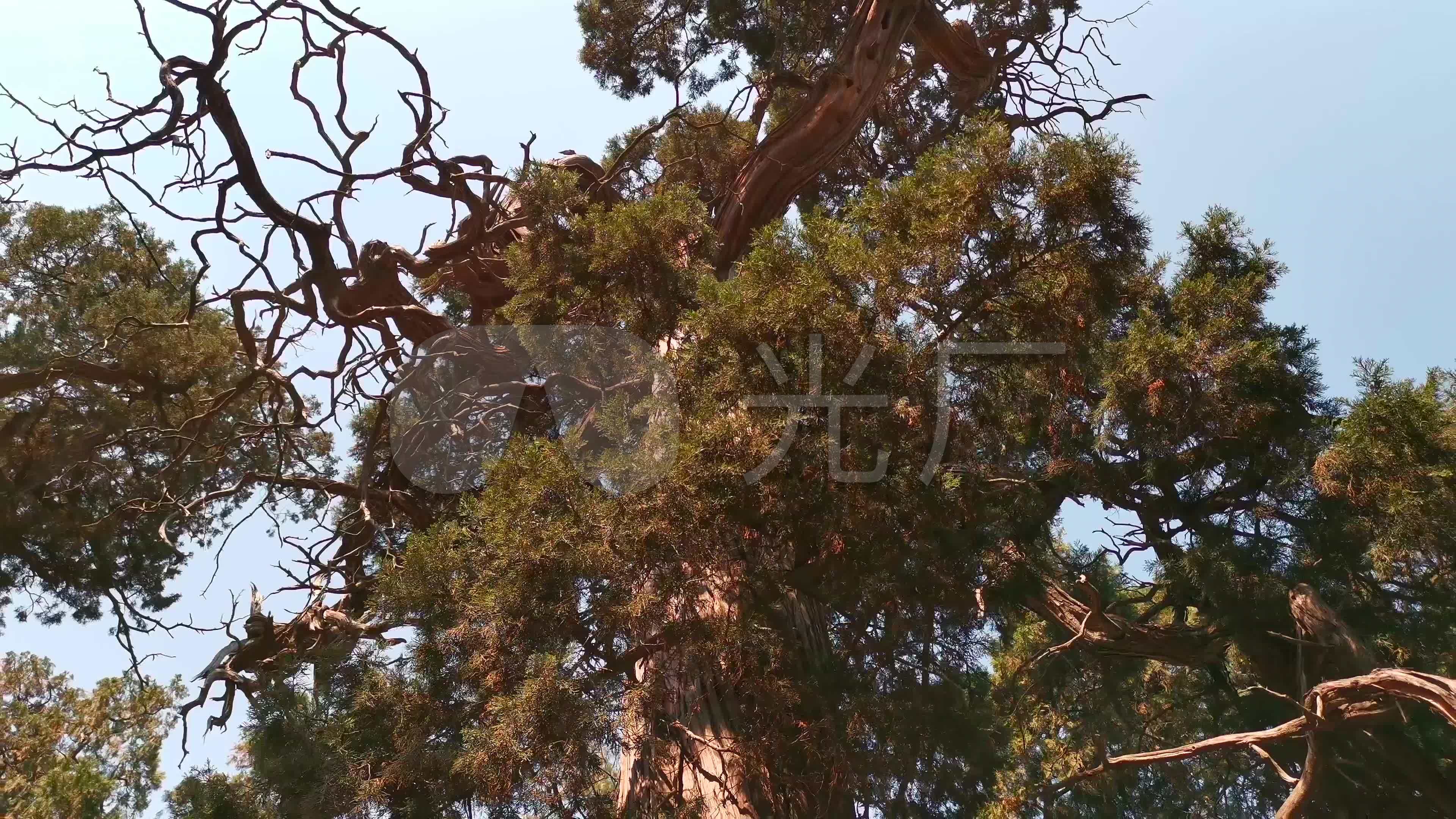 美丽的山景，雾和松柏在黄山，中国照片摄影图片_ID:312677743-Veer图库