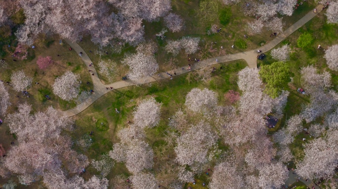 武汉樱花武汉东湖樱花航拍4k