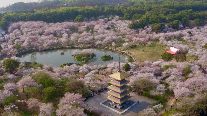 武汉樱花武汉东湖樱花航拍4k