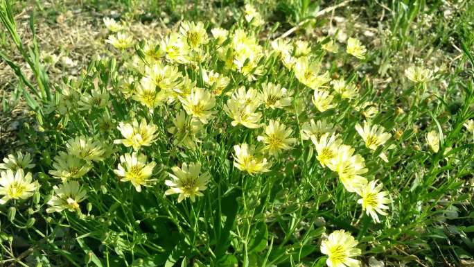 苦菜花野花