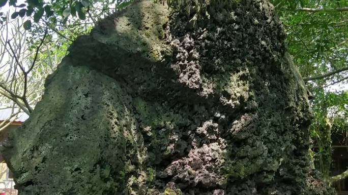 火山岩珊瑚