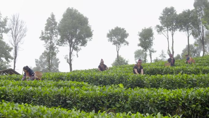 高山茶园摘茶叶4