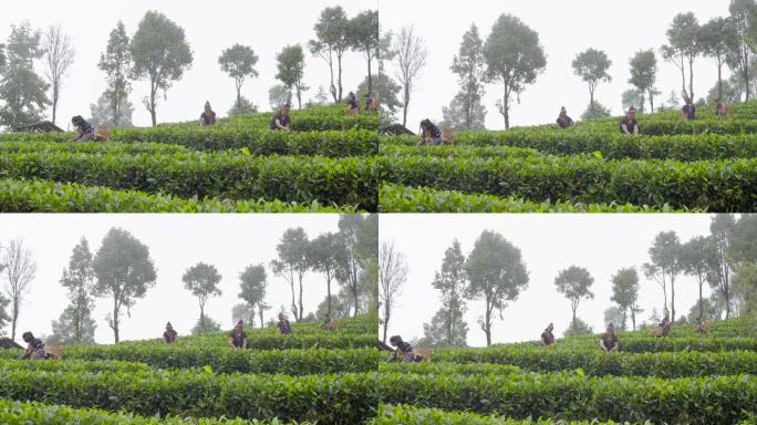 高山茶园摘茶叶4