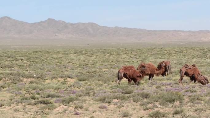 内蒙古阿拉善左旗骆驼