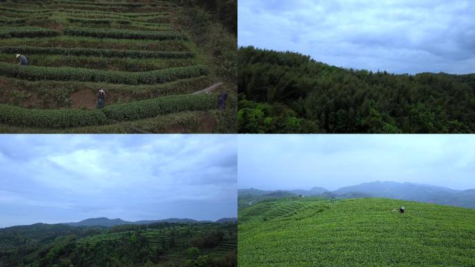 茶山茶园采茶航拍