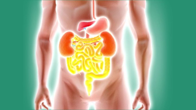 肠胃-人体五脏器官