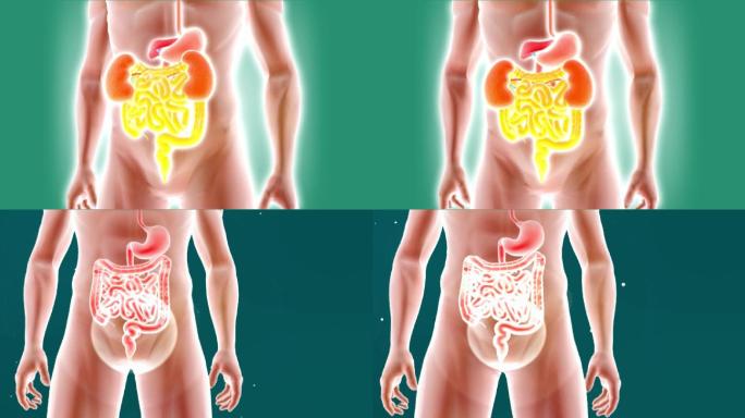 肠胃-人体五脏器官