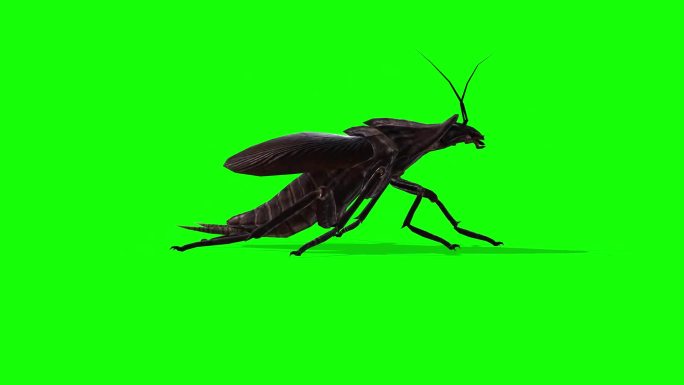 蟑螂小强绿幕抠像素材