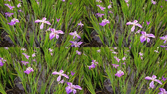 实拍湖边湿地的鸢尾花（玉蝉花）4K高清