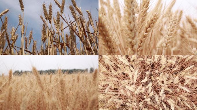 实拍视频-农业-小麦成熟的小麦