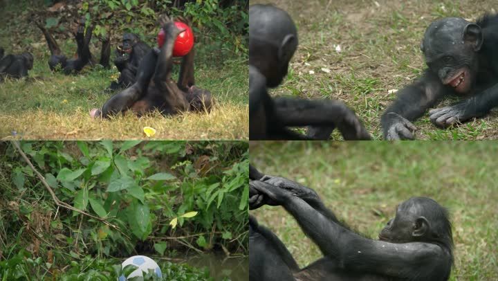 黑猩猩高智商智力测试