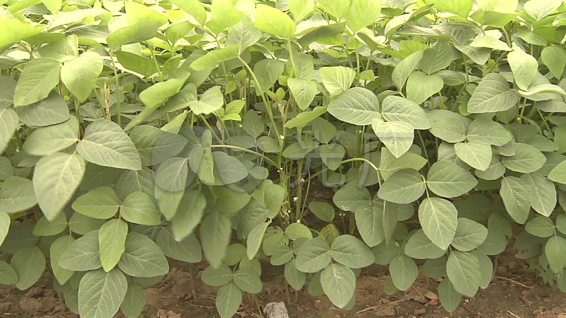 毛豆，黄豆，黄豆荚，新鲜大豆视频素材,农业畜牧视频素材下载,高清3840X2160视频素材下载,凌点视频素材网,编号:415893