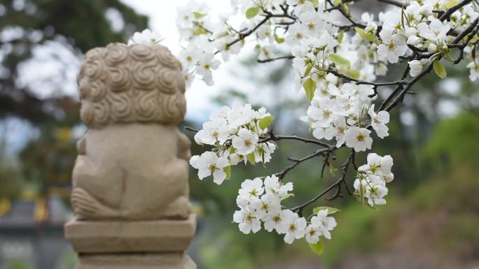 小石狮子和梨花