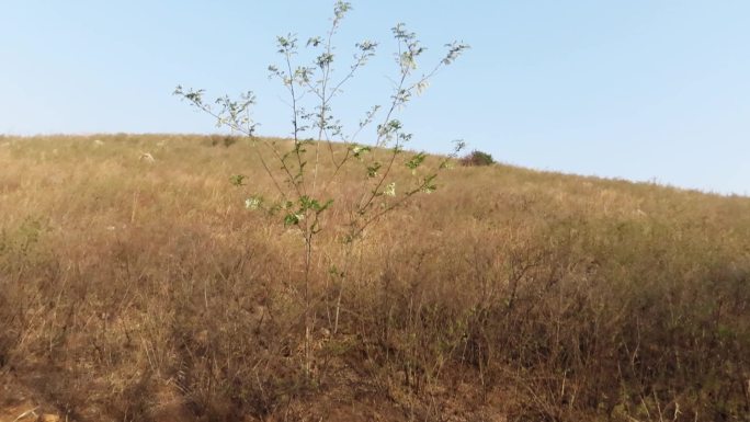 荒山上一棵小槐树