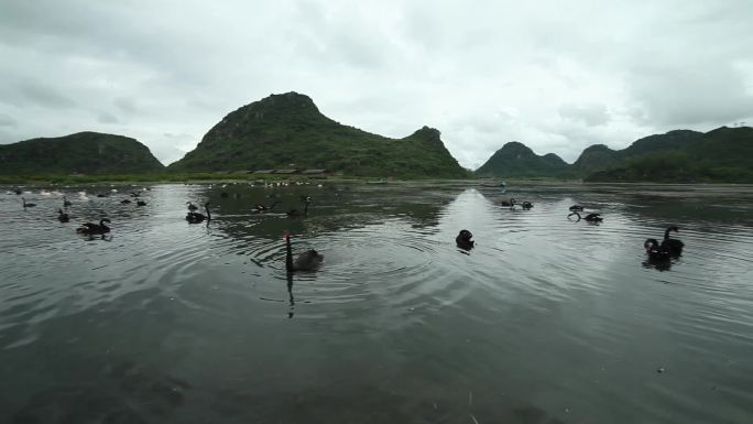 普者黑风景荷花水禽高清实拍