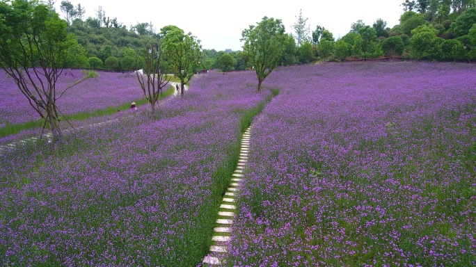 航拍麻阳长河公园马鞭草薰衣草