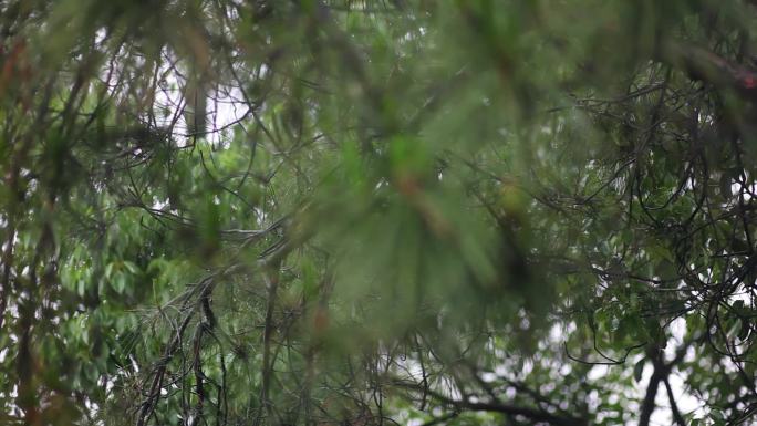 实拍自然风光绿色森林松林松树松针、可商用