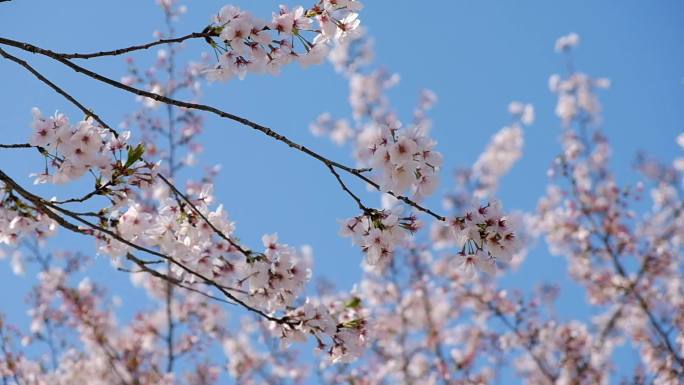 上方山樱花