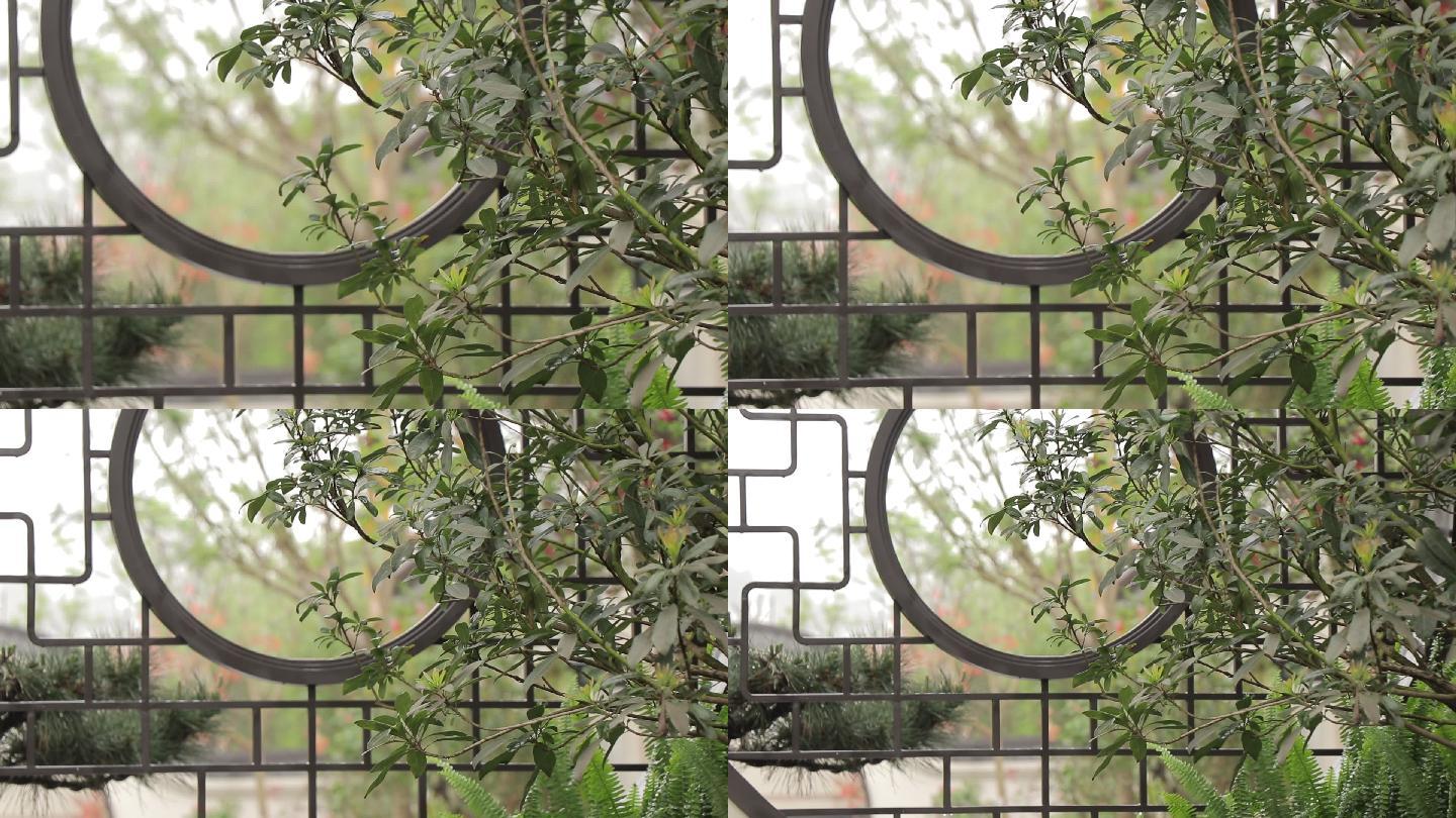 中式隔断镂空造型植物中国风50帧