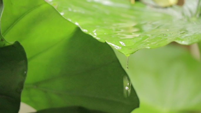 绿色植物滴水露水荷叶50帧