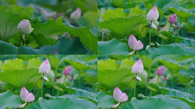 4K唯美荷花特写实拍