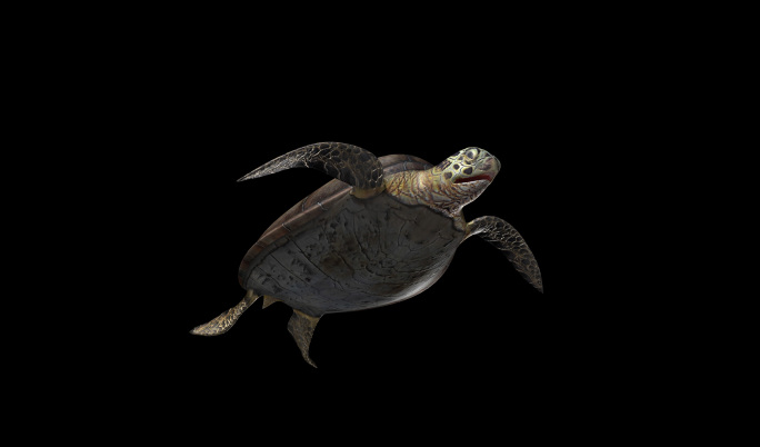 4k海龟动画（01）-alpha通道