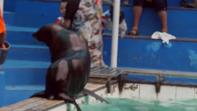 动物园海洋馆高清实拍海狮表演视频