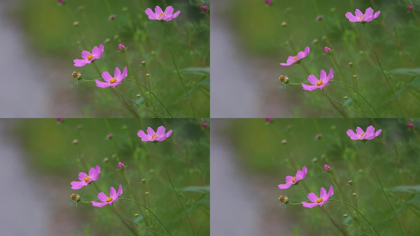 风吹动的小红花