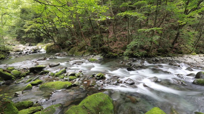 原创高清原始森林河流