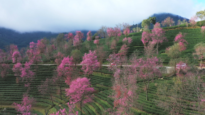 【4K】延时航拍大理南涧县无量山樱花谷