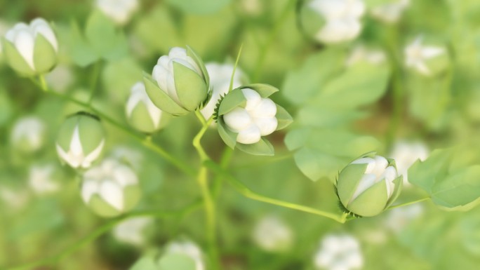 棉花生长特写