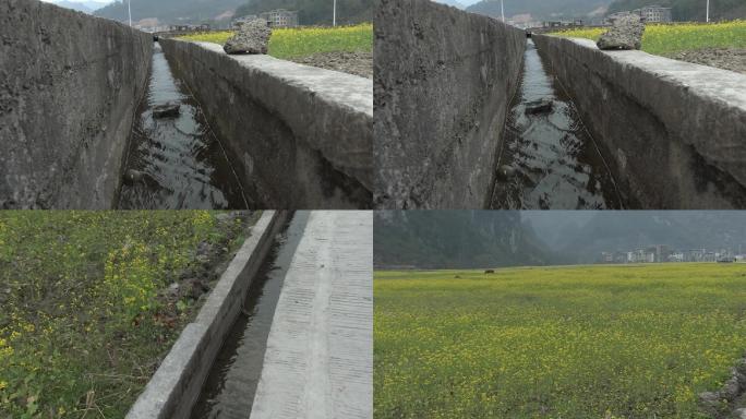 渠道水渠浇地灌溉油菜花
