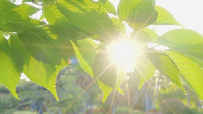 阳光树叶小清新草地阳光透过树叶小草夏天