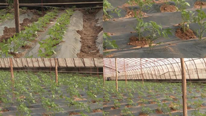 大棚蔬菜种植农业西红柿苗薄膜覆盖