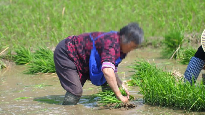 4K拍摄农民插秧水稻秧苗