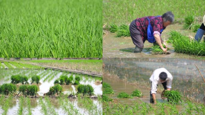 4K拍摄农民插秧水稻秧苗