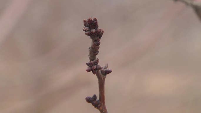 杏树花芽果树枝条果树花芽