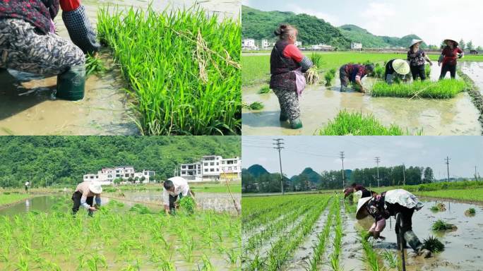 农民插秧水稻秧苗