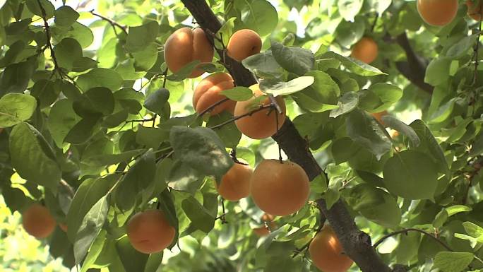 杏大棚杏成熟杏丰收水果酸甜