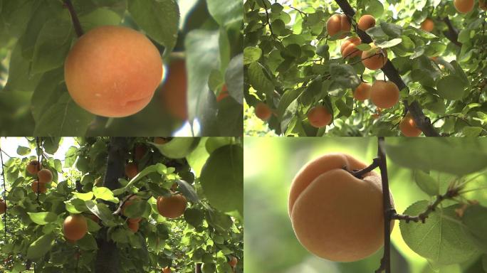 杏大棚杏成熟杏丰收水果酸甜
