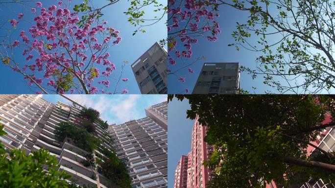 仰拍、深圳的花朵和高楼