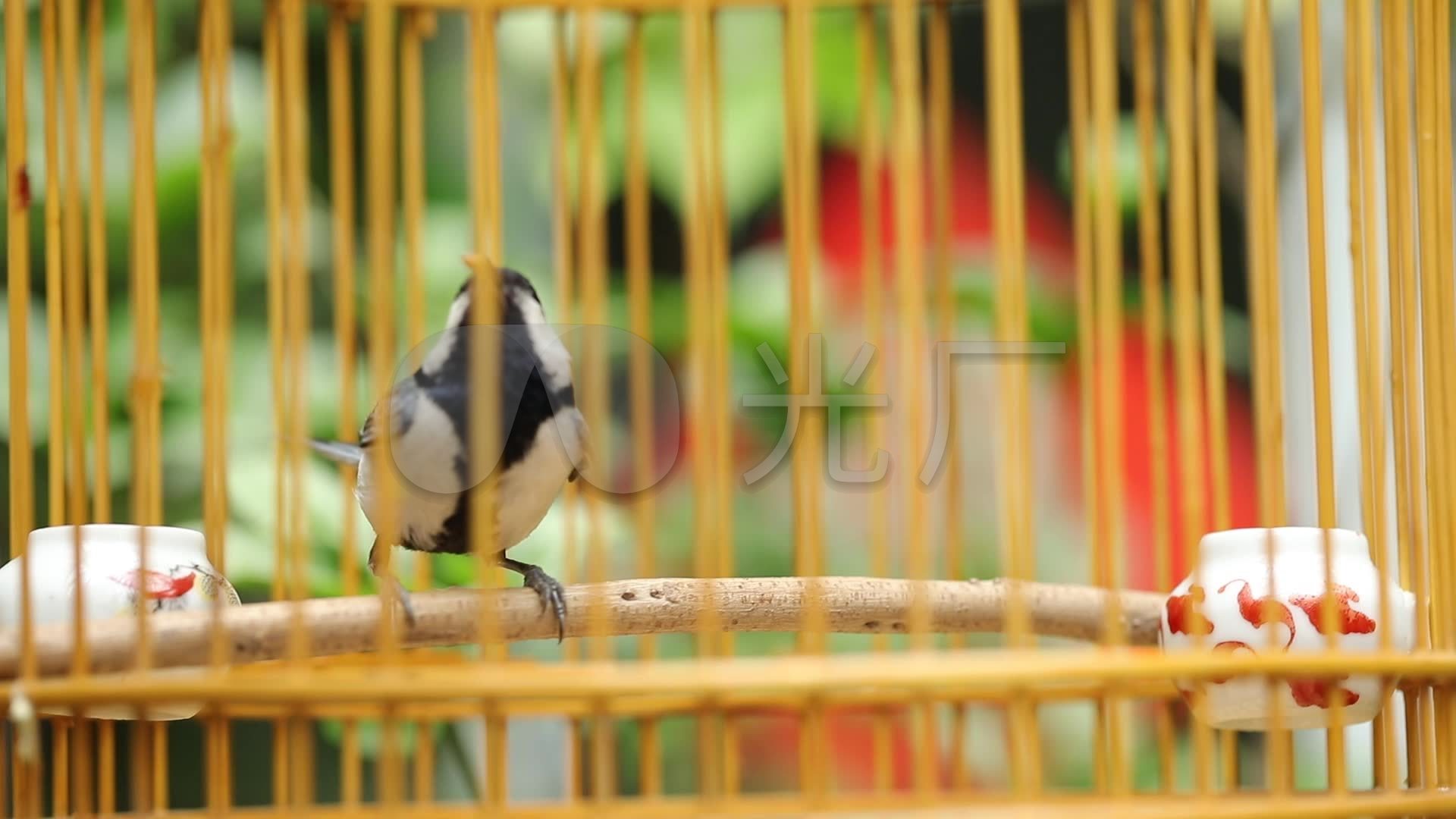 关于鸟类结构的讲解_挂云帆