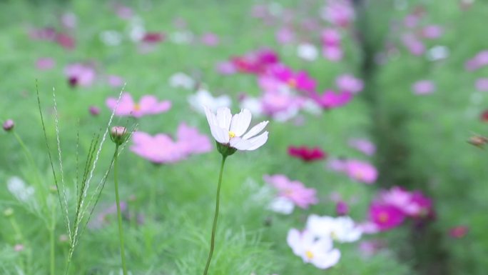 春天花海花海公园鲜花小蜜蜂实拍