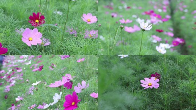 春天花海花海公园鲜花小蜜蜂实拍