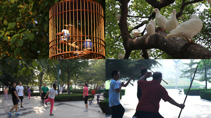 广场健身-清晨遛鸟-公园鸽子