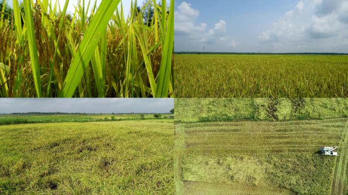 4k海南湿地水稻种植（原创）