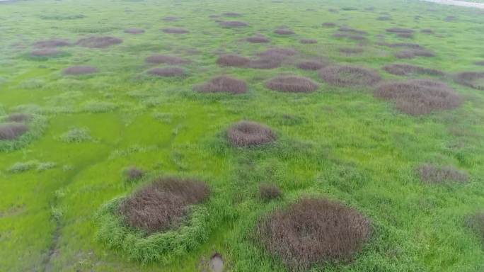 沿海湿地、大片滩涂、大片澡泽地