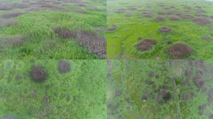 沿海湿地、大片滩涂、大片澡泽地