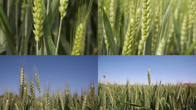 农业-成熟期小麦