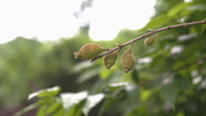 4k腊梅果植物视频素材